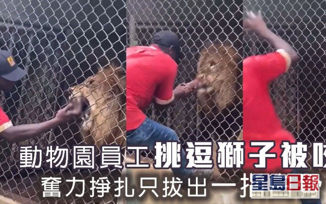 動物園員工挑逗獅子被咬 奮力拔出手指只剩白骨