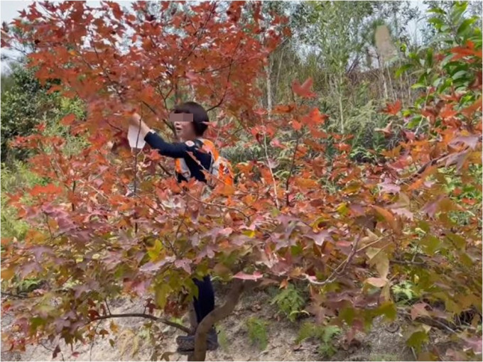 大棠一名大妈试图采取红叶。FB专页「山人物近」影片截图