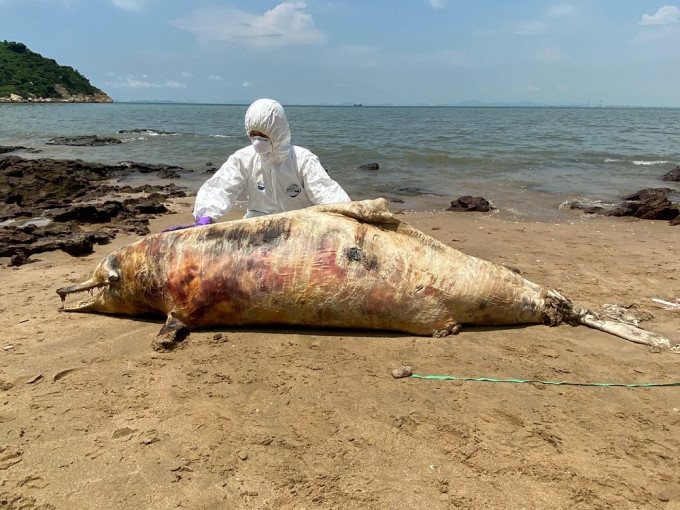 阮悦斐指，在近70具搁浅白海豚尸体内发现含防火漆残馀物六溴环十二烷。受访者提供