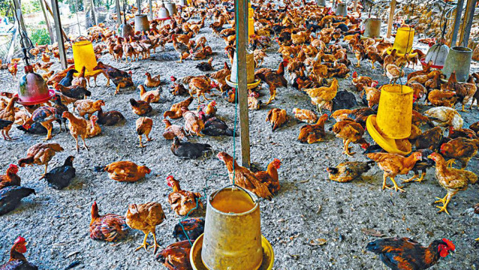 馬來西亞彭亨州一個雞場。