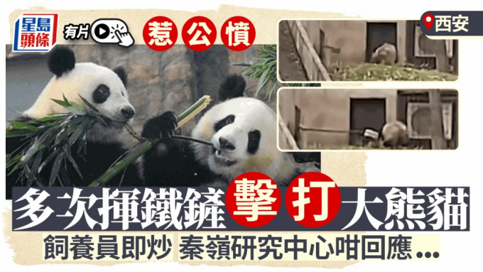 大熊貓慘遭鐵鏟擊打惹公憤 西安飼養員被辭退︱有片