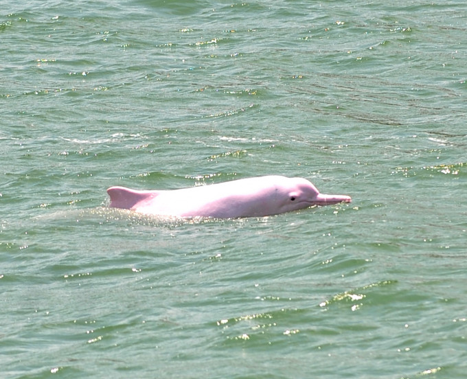 中华白海豚连续5年绝迹大屿山东北面水域。资料图片