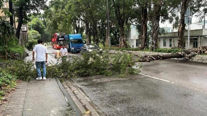 大树塌下横亘路面行车受阻。网上图片