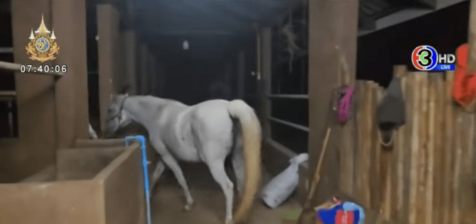 泰18歲美籍男被指性侵2母馬致其流產  馬主拍下嘔心行徑