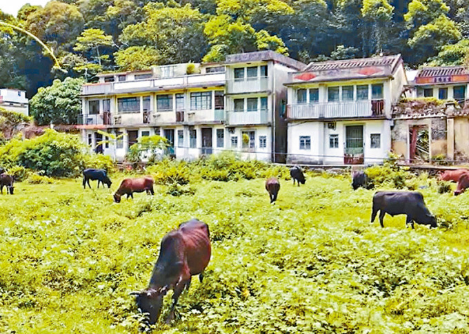 乡郊保育办公室密锣紧鼓地改造另一客家村落——谷埔。