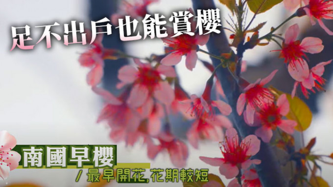 土拓署近日拍片記錄昂坪櫻花盛放美景。