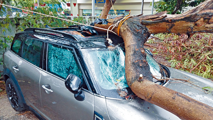 塌树压毁Mini Cooper，天窗及挡风玻璃爆裂。