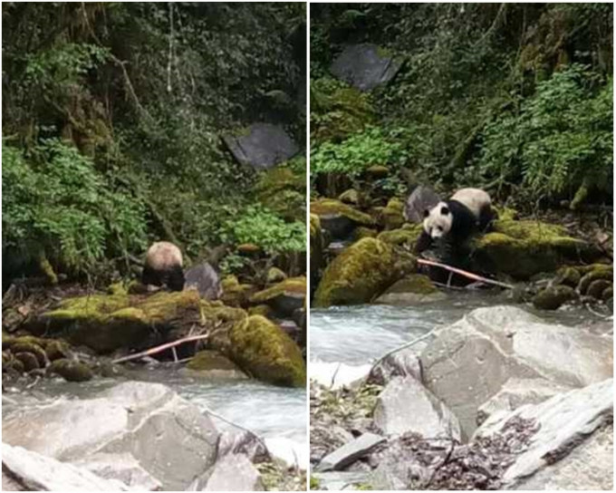 熊貓見到人後，便扭著屁股跑了。網圖