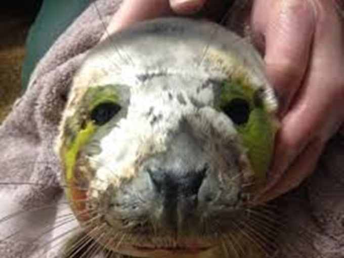 受伤海豹伤口严重感染。网图