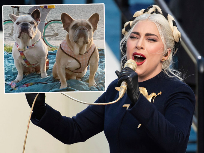 Lady Gaga斗牛犬被抢案5人被捕。AP/IG图片