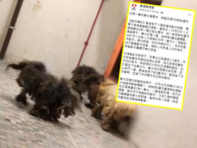 5隻狗狗毛髮髒亂，獨留發臭單位。香港動物報FB