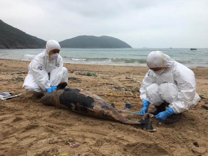 一条幼年江豚于西贡蚺蛇湾搁浅，尸身严重腐烂。 香港海洋公园保育基金提供