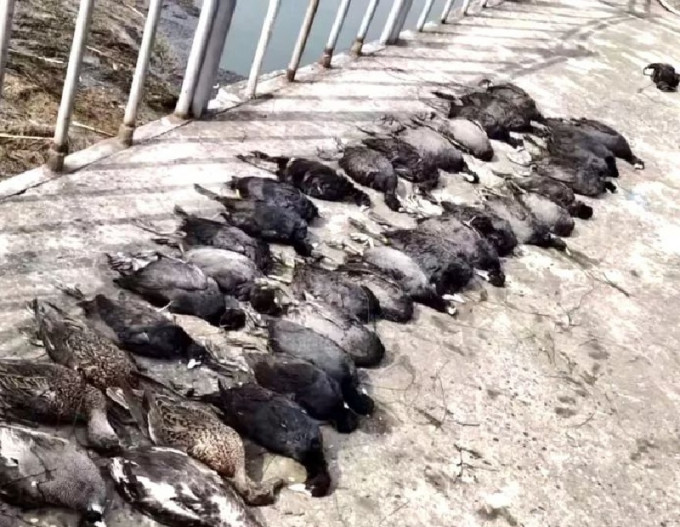 湖北襄陽有大量野生鳥類發現非正常死亡。網上圖片