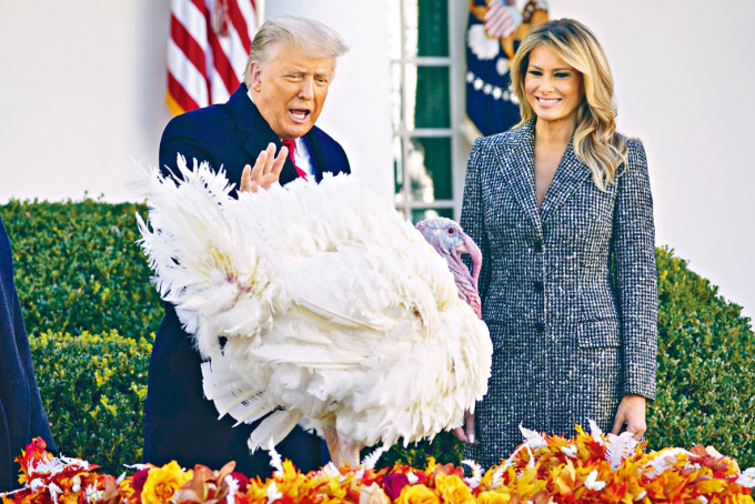 特朗普周二由夫人陪同在白宮主持感恩節火雞赦免儀式。