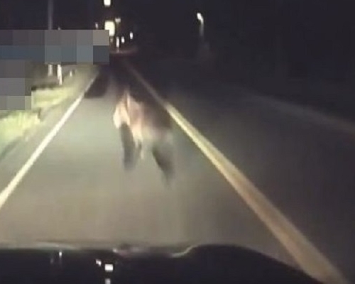 日本北海道一名駕車人士上月深夜駛經日高町時，不慎撞到了一頭在路中央的小熊。網圖
