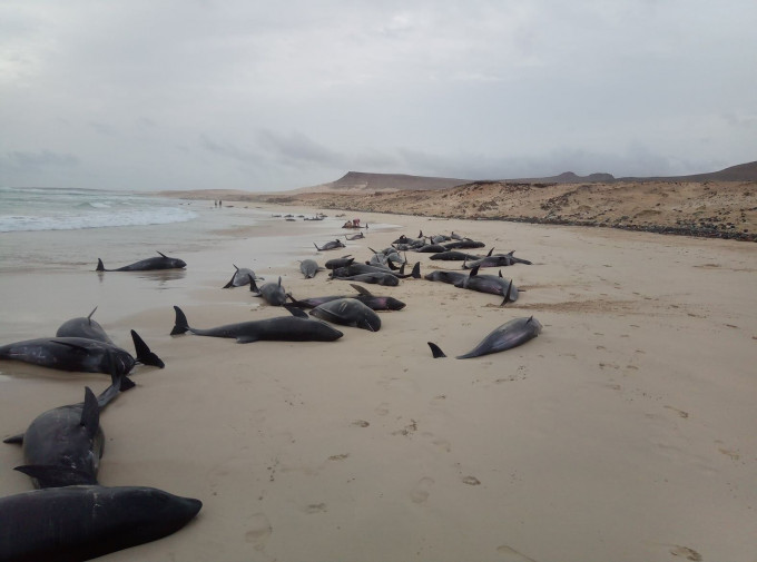 西非海灘近200條海豚離奇擱淺，致136條死亡。網圖