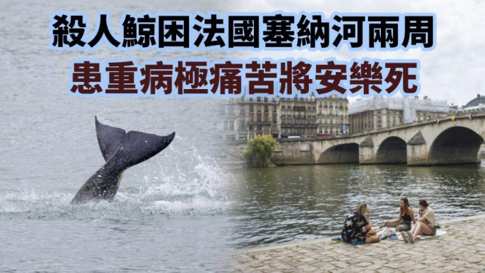 被困塞納河的殺人鯨，因病入膏肓將被安樂死。路透社圖片/AP資料圖片