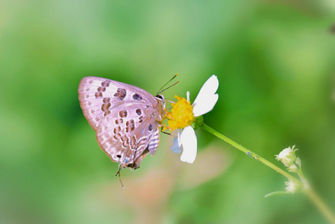 凤园于今年10月接报，于屯门龙鼓滩再次发现斯米玳灰蝶。（市民林燕琼提供图片）