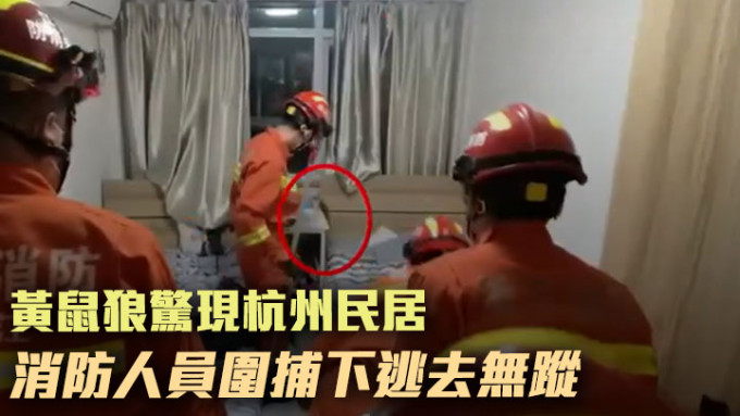 一只黄鼠狼日前在杭州一户民居中出没，消防人员到场围捕但它仍逃去无踪。网上影片截图
