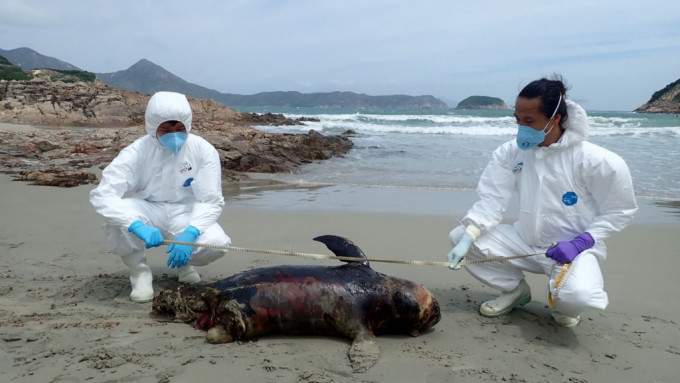 该江豚尸体已严重腐烂。图:香港海洋公园保育基金