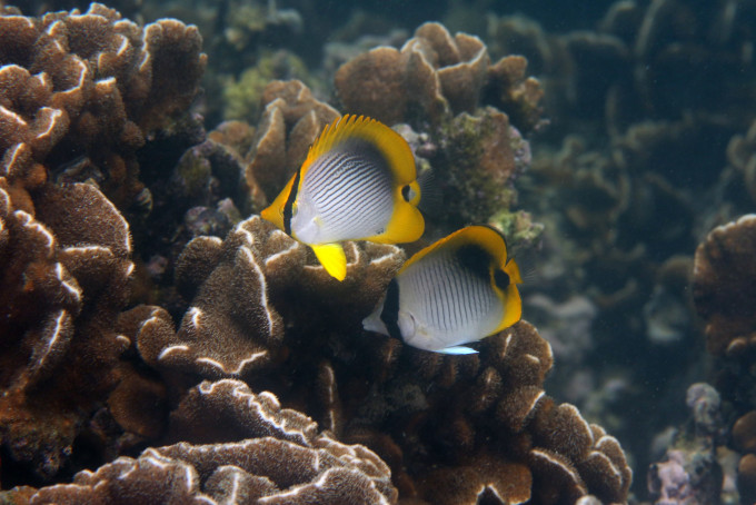 调查显示整体珊瑚生长健康良好稳定，生物品种丰富。图为桥咀的指标品种—黑背蝶和单印蝶。渔护署提供