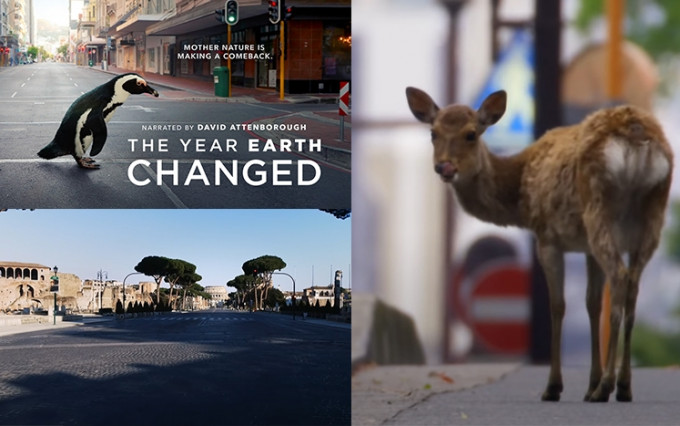 Apple TV+推出話題紀錄片《這年地球大不同》，探究疫情下未為人知的生態變化現象。