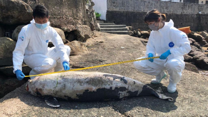 該江豚屍體已嚴重腐爛。圖：海洋公園保育基金