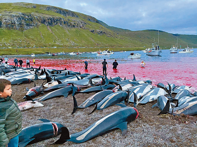 「海洋守護者」組織發布照片，顯示在法羅群島遭捕殺的海豚屍體。