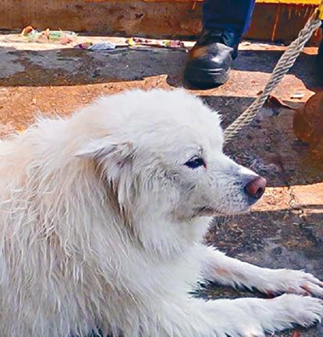 银狐犬小白死亡。资料图片