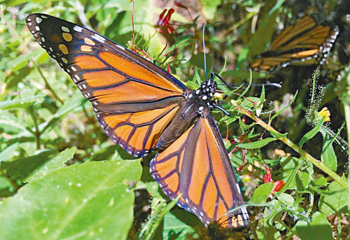 帝王斑蝶栖息墨西哥一棵树上。