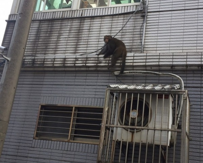 獼猴看到太多人自行逃出鐵窗外逃走。