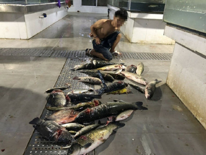 广西南宁武鸣一男子酒后将他人摊位的鱼砍死，结果被处以行政拘留十五日。(网图)