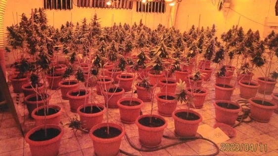毒品调查科在葵涌工厦捣破大麻种植场。警方提供