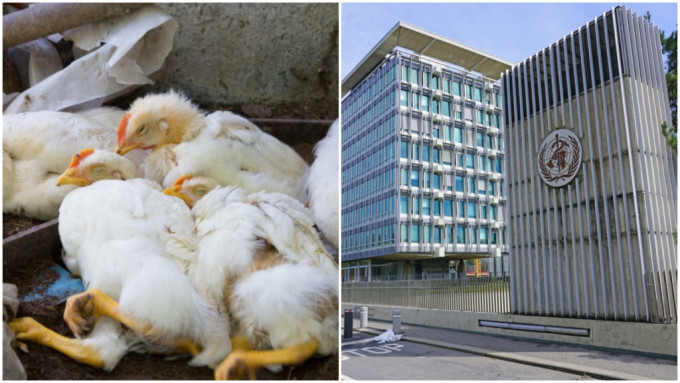 世卫组织指人类感染H5N1禽流感病例增加。
