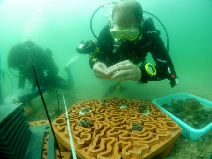 漁護署與本地大學展開一系列研究，項目之一是香港大學的「珊瑚礁盤」，有助復育海岸生態。黃錦星網誌圖片