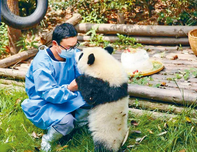 疑似「睡粉」的成都網紅大熊貓飼養員。