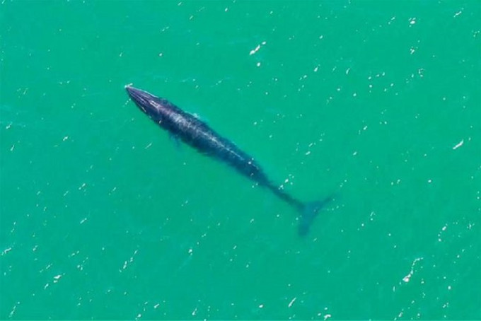 小布氏鲸小布出现在香港水域。网上图片