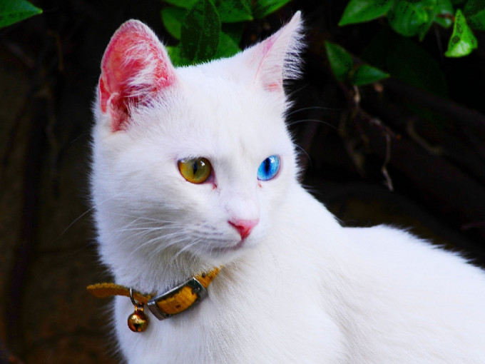 萬恩貓被視為土耳其國寶。（網上圖片）