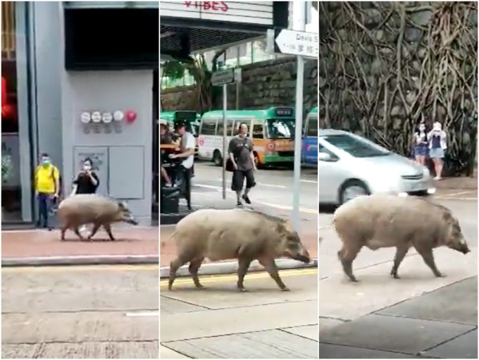堅尼地城科士街石牆樹對開驚現一隻極肥野豬。影片截圖