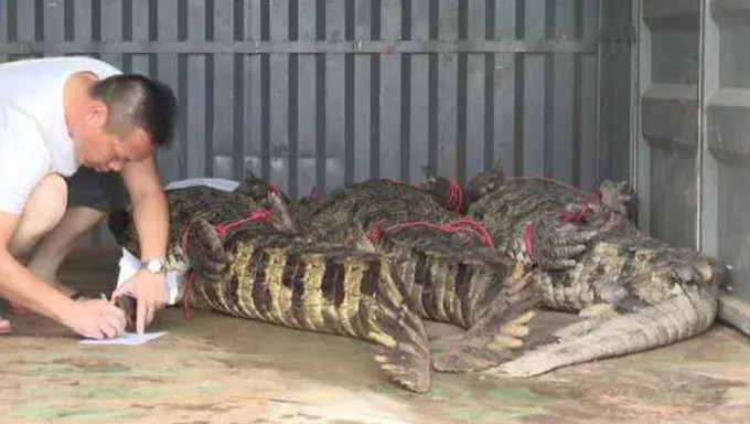 茂名出逃鱷魚已被捕獲62條，9條仍未捕獲。央視截圖