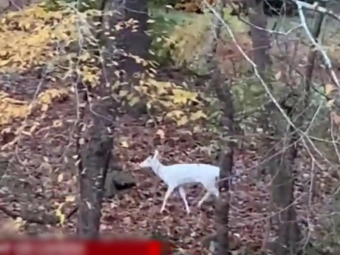 白鹿在哈默的後院悠遊地漫步。互聯網圖片