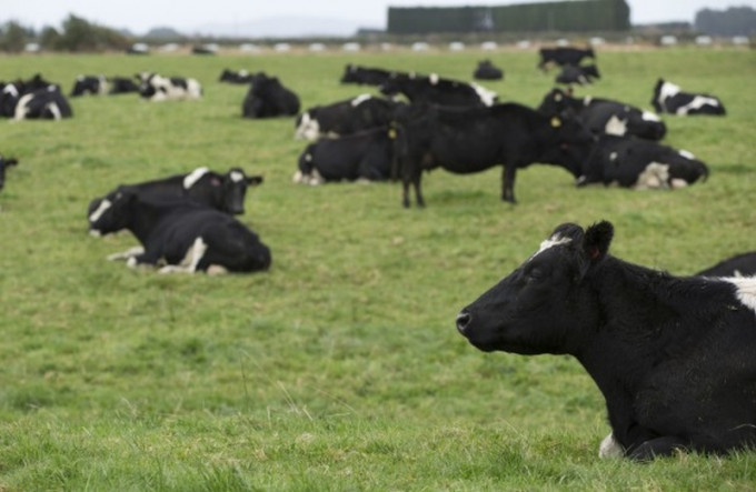 新西蘭當局決定擴大牛隻屠殺令，以根除牛支原體疾病。AP