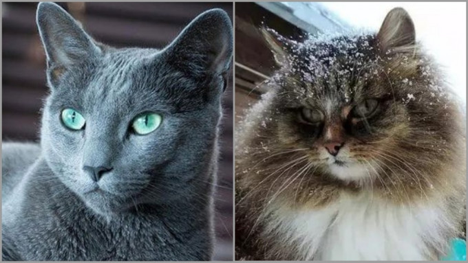 俄羅斯藍貓(左)及俄羅斯森林貓。網圖