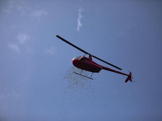 直升機在空中撒利是及鮮花。(網圖)
