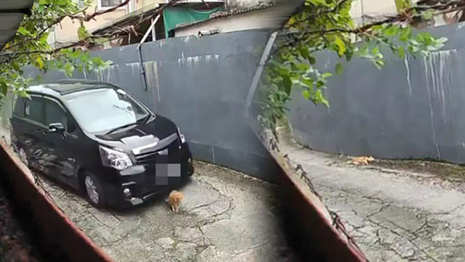 貓咪慘遭私家車撞斃。 網片截圖
