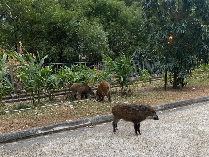 3只小野猪昨日在将军澳泳池附近出现。fb