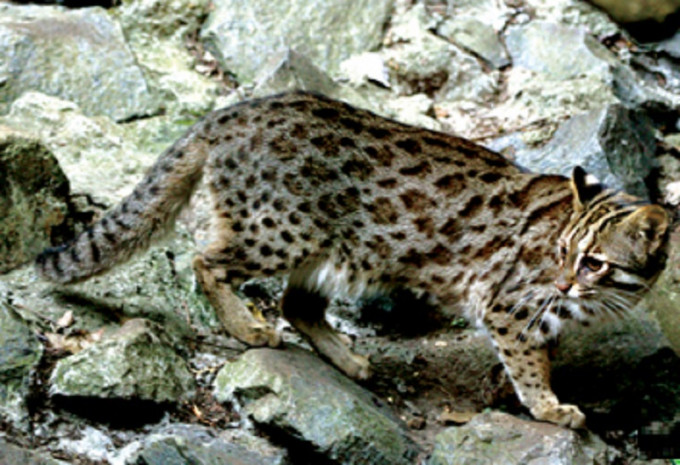 豹猫。渔农自然护理署图片