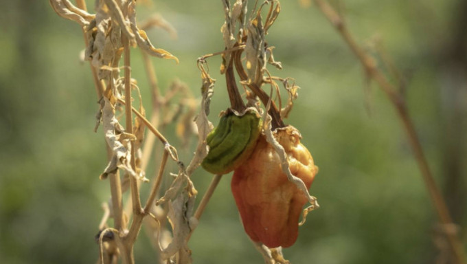 去年夏天，在重慶龍泉市種植的辣椒枯乾。 資料圖片