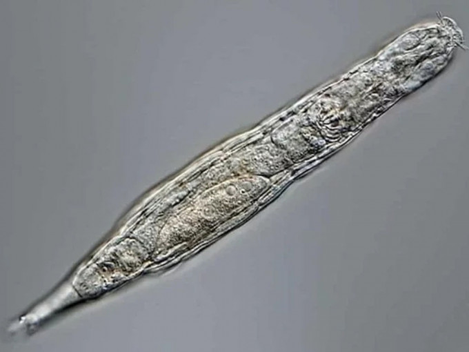 研究人员在西伯利亚永冻土发现一种逾两万年前的蠕虫状生物，竟然在没有性行为的情况下繁衍了数百万年。网图
