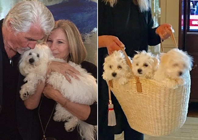 芭芭拉史翠珊在Instagram上载其狗狗照片。她饲养的三只狗(右)中有两只是复制狗。 网图